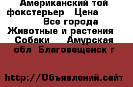 Американский той фокстерьер › Цена ­ 25 000 - Все города Животные и растения » Собаки   . Амурская обл.,Благовещенск г.